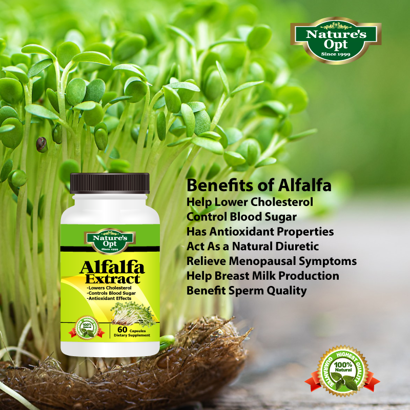 Alfalfa Extract